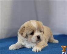 lhasa apso puppy posted by breeders
