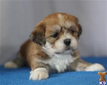 lhasa apso puppy posted by breeders
