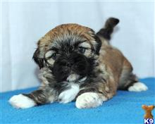 lhasa apso puppy posted by breeders