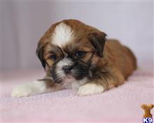 lhasa apso puppy posted by breeders