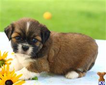 lhasa apso puppy posted by breeders