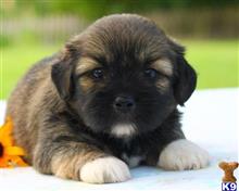 lhasa apso puppy posted by breeders