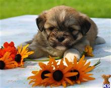 lhasa apso puppy posted by breeders