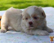 lhasa apso puppy posted by breeders