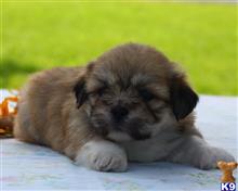lhasa apso puppy posted by breeders
