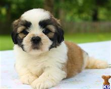 lhasa apso puppy posted by breeders