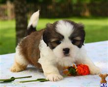 lhasa apso puppy posted by breeders