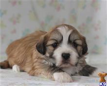 lhasa apso puppy posted by breeders