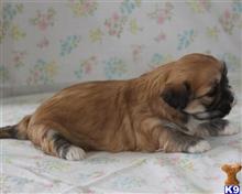 lhasa apso puppy posted by breeders