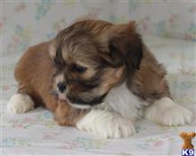 lhasa apso puppy posted by breeders