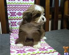 lhasa apso puppy posted by breeders