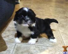 lhasa apso puppy posted by breeders