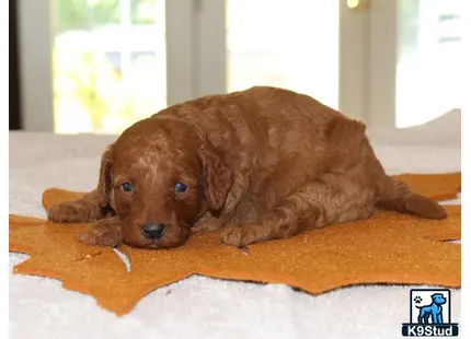 a poodle puppy lying on a blanket