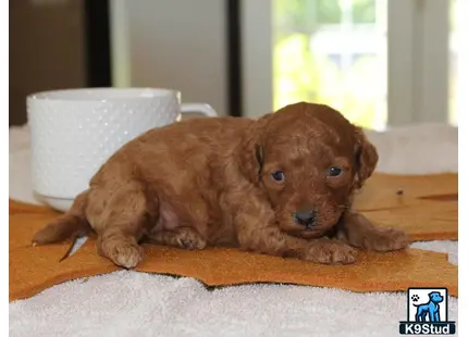 a poodle puppy lying on a wood floor