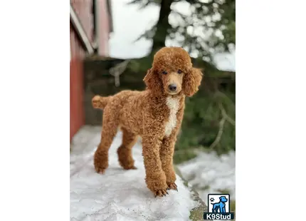 a poodle dog standing in the snow