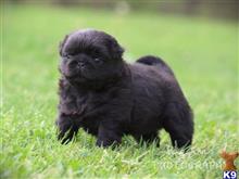 pug puppy posted by breeders