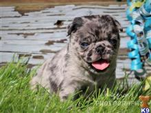 pug puppy posted by breeders