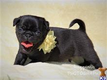 pug puppy posted by breeders
