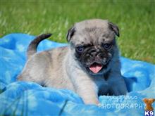 pug puppy posted by breeders