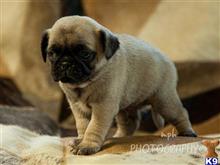pug puppy posted by breeders