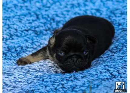 a pug dog lying on a blue blanket