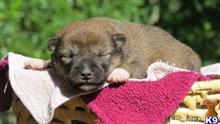 shiba inu puppy posted by breeders