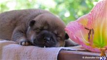 shiba inu puppy posted by breeders