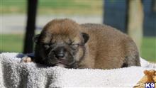 shiba inu puppy posted by breeders