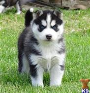 german shepherd puppy posted by breedershome
