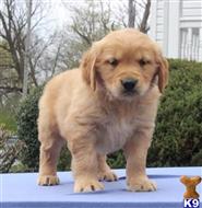 golden retriever puppy posted by breedershome