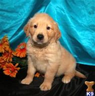 golden retriever puppy posted by breedershome