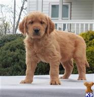 golden retriever puppy posted by breedershome