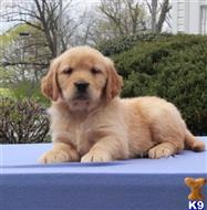 golden retriever puppy posted by breedershome