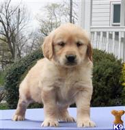 golden retriever puppy posted by breedershome