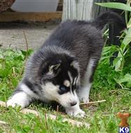 siberian husky puppy posted by breedershome