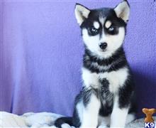 siberian husky puppy posted by breedershome