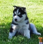siberian husky puppy posted by breedershome