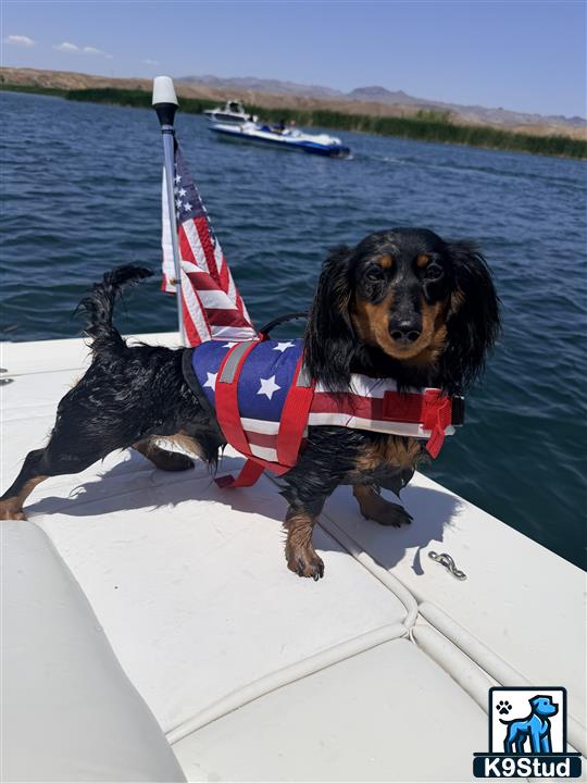 a dachshund dog on a boat