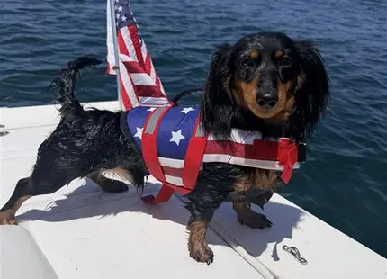 a dachshund dog on a boat