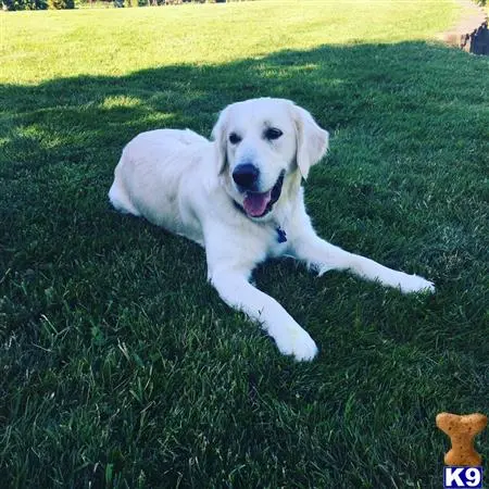 Golden Retriever female dog