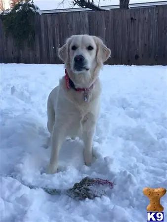 Golden Retriever female dog