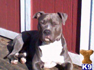 American Staffordshire Terrier stud dog