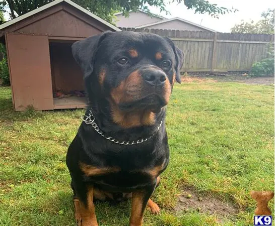 Rottweiler stud dog