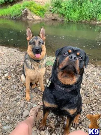 Rottweiler stud dog