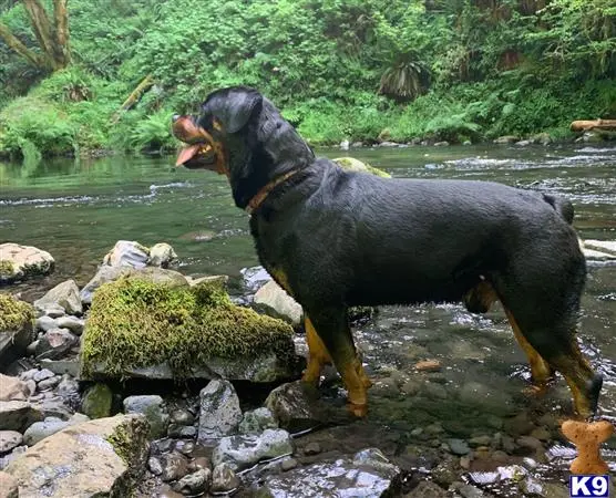 Rottweiler stud dog