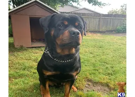 Rottweiler