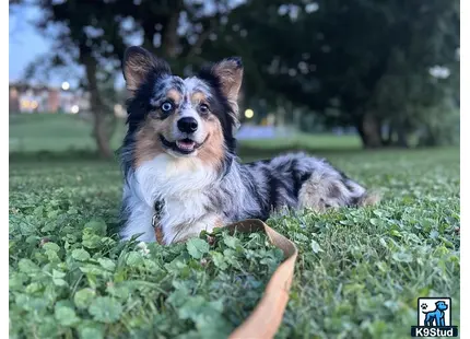 a cardigan welsh corgi dog lying in the grass