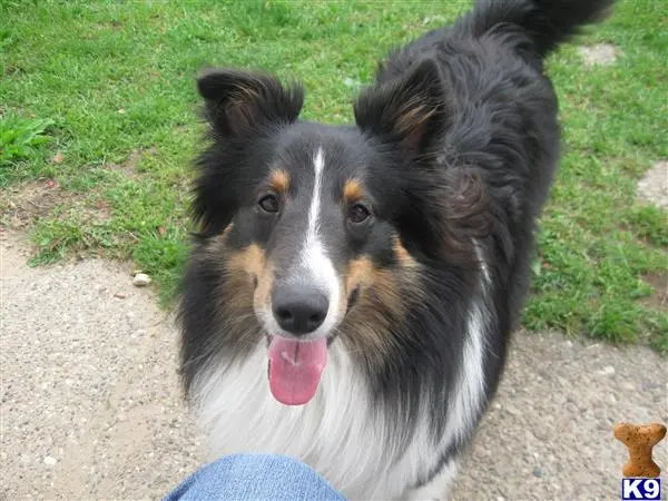 Shetland Sheepdog stud dog