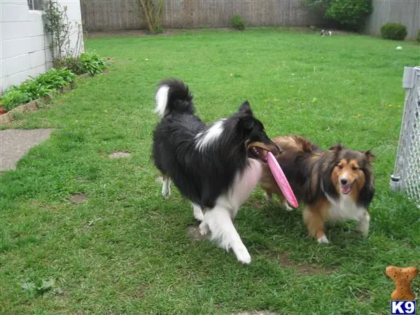 Shetland Sheepdog stud dog