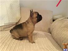 french bulldog puppy posted by brenda200